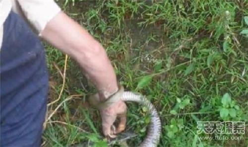男子徒手抓蛇被咬，生死边缘的惊险一幕