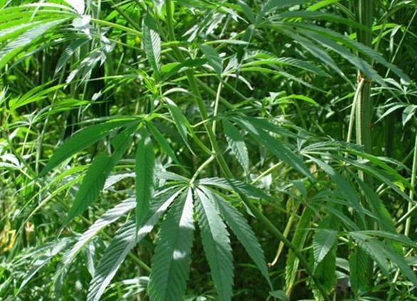 民警下乡办案途中铲除15株野生大麻
