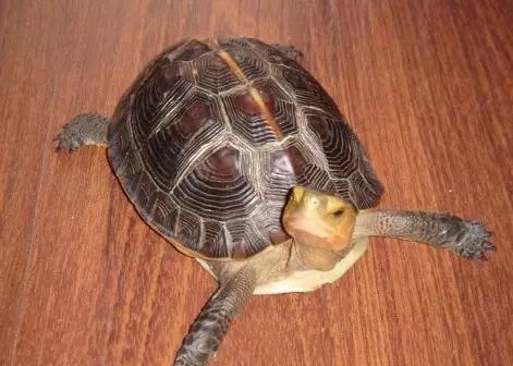 女子溪谷中玩水被卡石缝不幸身亡，一次悲剧的警醒