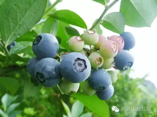 黑龙江蓝靛果基地，采摘员现场偷吃的甜蜜秘密