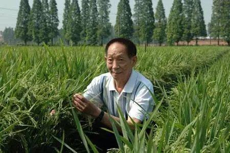 网红为卖种子诋毁杂交水稻，居心何在？
