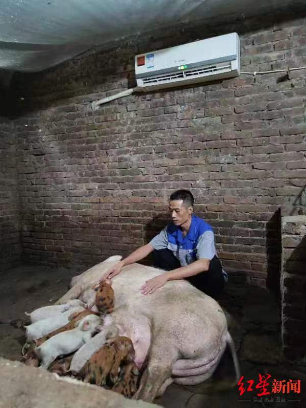中国猪圈装空调，一场跨越国界的破防与文化共鸣
