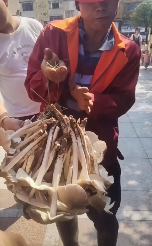 小伙捡到超长鸡枞，开心展示的奇妙经历