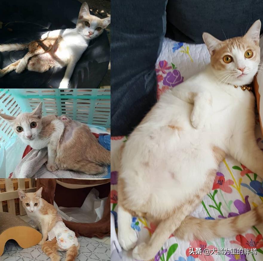 千只瘫痪小猫与同一品牌猫粮的神秘联系