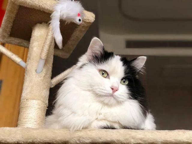 猫咪走失10小时，一场意外的橘猫护卫队行动